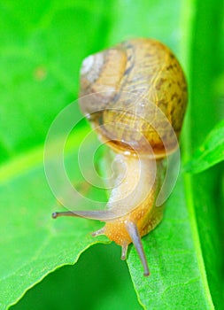 Snail