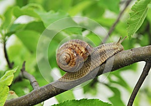 Snail