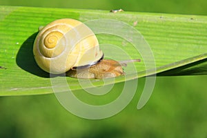 Snail