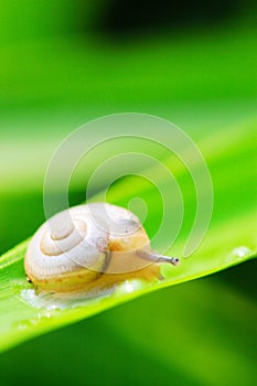 Snail