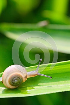 Snail