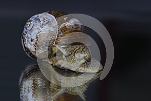 Snail