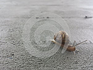 Snail