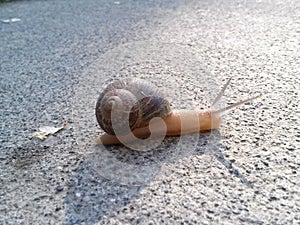 Snail