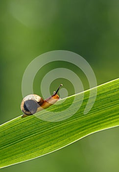 Snail