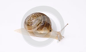 Snail