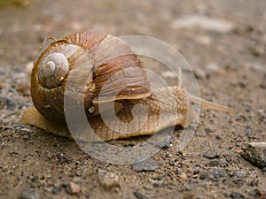 Snail