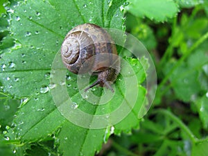 Snail