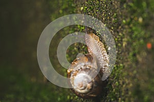 Snail