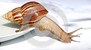 Snail