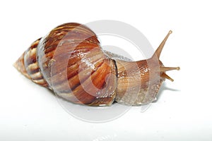 Snail