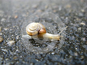 Snail