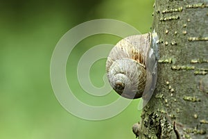 Caracol 