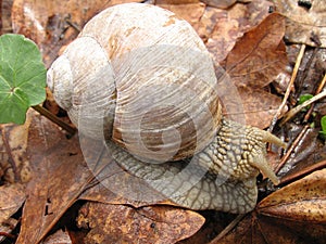 Snail