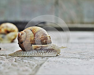 Snail