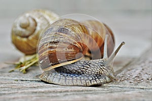 Snail