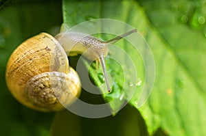 Snail