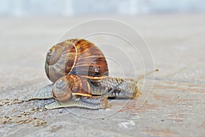 Snail