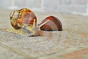 Snail