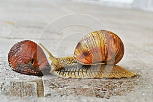 Snail