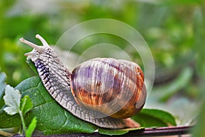 Snail