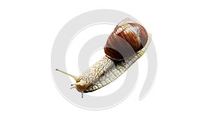 Snail