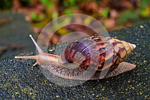 Snail