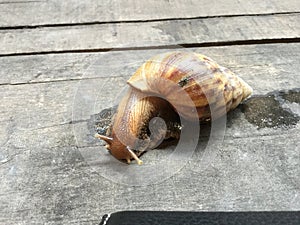 Snail