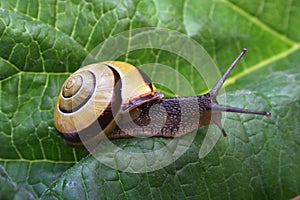 Snail photo