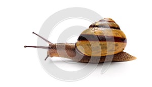 Snail photo
