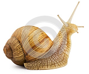 Snail