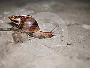 Snail