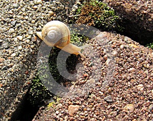 A snail