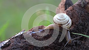 Snail