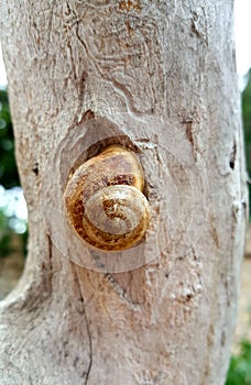 Snail