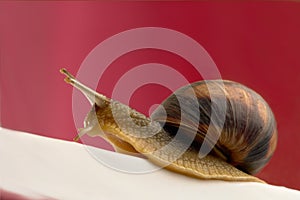 Snail