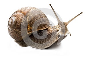 Snail