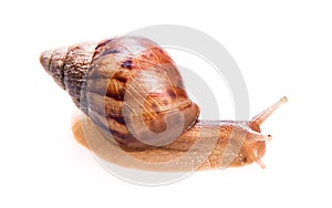 Snail