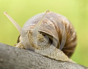 Snail