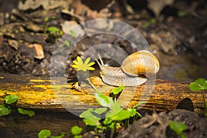 Snail above water on branch