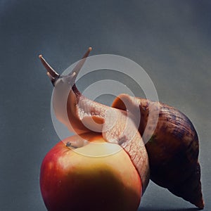 Snail Achatina  on the apple