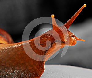 Snail Achatina in detail face