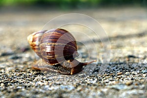 Snail or Achatina fulica
