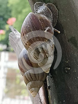 Snail or Achatina fulica [2] is a land snail belonging to the Achatinidae tribe. Native to East Africa and spread t