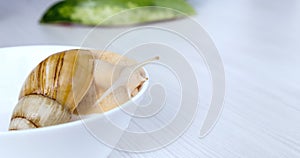 Snail Achatina fulica is crawling on a plate. A giant snail looks out from a white plate