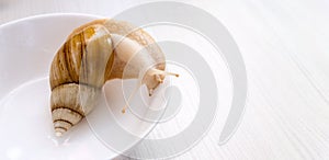 Snail Achatina fulica is crawling on a plate. View from above