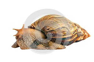 Snail Achatina giant isolated