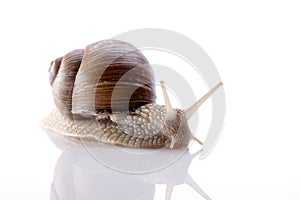 Snail against white background