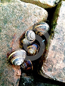 Snail agglomeration