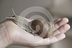 Snail ahaatin in hand